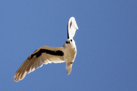 Letter-winged Kite (Elanus scriptus)